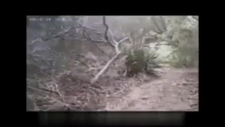 Amateur mature bear cruises the beach in Australia